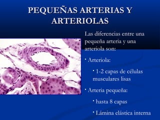 PEQUEÑAS ARTERIAS Y
ARTERIOLAS
Las diferencias entre una
pequeña arteria y una
arteriola son:
•

Arteriola:
1-2 capas de células
musculares lisas
•

•

Arteria pequeña:
•

hasta 8 capas

•

Lámina elástica interna

 
