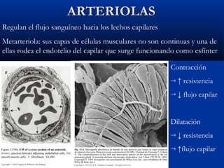 ARTERIOLAS
Regulan el flujo sanguíneo hacia los lechos capilares
Metarteriola: sus capas de células musculares no son continuas y una de
ellas rodea el endotelio del capilar que surge funcionando como esfínter
Contracción
→

↑ resistencia

→

↓ flujo capilar

Dilatación
→

↓ resistencia

→

↑flujo capilar

 