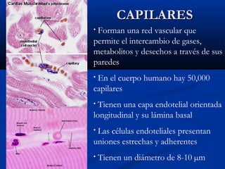 CAPILARES
Forman una red vascular que
permite el intercambio de gases,
metabolitos y desechos a través de sus
paredes
•

En el cuerpo humano hay 50,000
capilares
•

Tienen una capa endotelial orientada
longitudinal y su lámina basal
•

Las células endoteliales presentan
uniones estrechas y adherentes
•

•

Tienen un diámetro de 8-10 µm

 