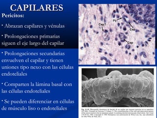 CAPILARES

Pericitos:
•

Abrazan capilares y vénulas

Prolongaciones primarias
siguen el eje largo del capilar
•

Prolongaciones secundarias
envuelven el capilar y tienen
uniones tipo nexo con las células
endoteliales
•

Comparten la lámina basal con
las células endoteliales
•

Se pueden diferenciar en células
de músculo liso o endoteliales
•

 