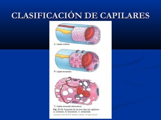 CLASIFICACIÓN DE CAPILARES

 