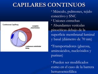 CAPILARES CONTINUOS
Músculo, pulmones, tejido
conectivo y SNC
• Uniones estrechas
• Abundantes vesículas
pinocíticas debajo de la
superficie membranal luminal
y basal (diámetro de 70 nm)
•

•Transportadores

(glucosa,
aminoácidos, nucleósidos y
purinas)
Pueden ser modificados
como en el caso de la barrera
hematoencefálica
•

 