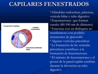CAPILARES FENESTRADOS
Glándulas endocrinas, páncreas,
vesícula biliar y tubo digestivo
• Fenestraciones que forman
canales (80-100 nm de diámetro)
• Fenestras con un diafragma no
membranoso con posibles
remanentes de glucocáliz
• Algunas vesículas pinocíticas
• La formación de las vesículas
pinocíticas contribuye a la
formación de fenestraciones
• El número de fenestraciones y el
grosor de la pared capilar cambian
durante la absorción en tubo
digestivo
•

 