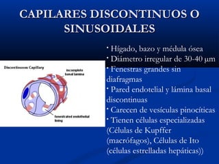 CAPILARES DISCONTINUOS O
SINUSOIDALES
Hígado, bazo y médula ósea
• Diámetro irregular de 30-40 µm
• Fenestras grandes sin
diafragmas
• Pared endotelial y lámina basal
discontinuas
• Carecen de vesículas pinocíticas
• Tienen células especializadas
(Células de Kupffer
(macrófagos), Células de Ito
(células estrelladas hepáticas))
•

 