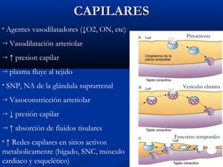 CAPILARES
•

Agentes vasodilatadores (↓O2, ON, etc)

→

Vasodilatación arteriolar

→

↑ presion capilar

→

Pinocitosis

plasma fluye al tejido

•

SNP, NA de la glándula suprarrenal

→

Vasoconstricción arteriolar

→

↓ presión capilar

→

Vesículas clatrina

↑ absorción de fluidos tisulares

↑ Redes capilares en sitios activos
metabolicamente (hígado, SNC, músculo
cardiaco y esquelético)
•

Fenestras temporales

 