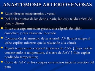 ANASTOMOSIS ARTERIOVENOSAS











Rutas directas entre arterias y venas
Piel de las puntas de los dedos, nariz, labios y tejido eréctil del
pene y clítoris
Posee una capa muscular gruesa, una cápsula de tejido
conectivo, y está altamente inervado
Contracción del músculo de la arteriola AV lleva la sangre al
lecho capilar, mientras que la relajación a la vénula
Regula temperatura corporal (apertura de AAV ↓ flujo capilar
conservando la temperatura, el cierre de AAV ↑ flujo capilar
perdiendo temperatura)
Cierre de AAV en los cuerpos cavernosos inicia la erección del
pene

 