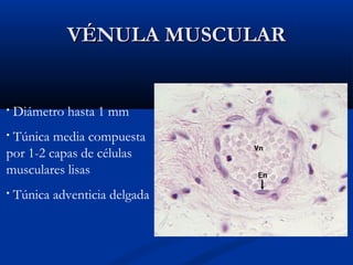 VÉNULA MUSCULAR

•

Diámetro hasta 1 mm

Túnica media compuesta
por 1-2 capas de células
musculares lisas
•

•

Túnica adventicia delgada

 