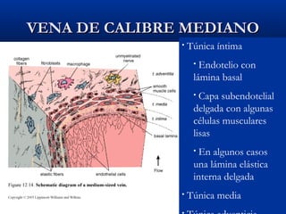 VENA DE CALIBRE MEDIANO
•

Túnica íntima
Endotelio con
lámina basal
•

Capa subendotelial
delgada con algunas
células musculares
lisas
•

En algunos casos
una lámina elástica
interna delgada
•

•

Túnica media

 