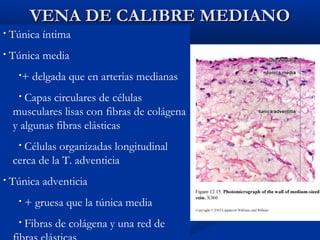 VENA DE CALIBRE MEDIANO
•

Túnica íntima

•

Túnica media
•+

delgada que en arterias medianas

Capas circulares de células
musculares lisas con fibras de colágena
y algunas fibras elásticas
•

Células organizadas longitudinal
cerca de la T. adventicia
•

•

Túnica adventicia
•

+ gruesa que la túnica media

•

Fibras de colágena y una red de

 