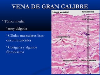 VENA DE GRAN CALIBRE
•

Túnica media
•

muy delgada

Células musculares lisas
circunferenciales
•

Colágena y algunos
fibroblastos
•

 