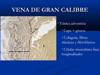 VENA DE GRAN CALIBRE
•

Túnica adventicia
•

Capa + gruesa

Colágena, fibras
elásticas y fibroblastos
•

Células musculares lisas
longitudinales
•

 