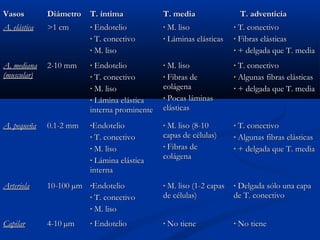 Vasos

Diámetro

T. íntima

T. media

A. elástica

>1 cm

•

Endotelio
• T. conectivo
• M. liso

•

M. liso
• Láminas elásticas

•

A. mediana
(muscular)

2-10 mm

•

Endotelio
• T. conectivo
• M. liso
• Lámina elástica
interna prominente

•

M. liso
• Fibras de
colágena
• Pocas láminas
elásticas

•

A. pequeña

0.1-2 mm

•Endotelio

•

M. liso (8-10
capas de células)
• Fibras de
colágena

•

M. liso (1-2 capas
de células)

•

T. conectivo
• M. liso
• Lámina elástica
interna
•

Arteriola

10-100 µm

•Endotelio

T. conectivo
• M. liso
•

Capilar

4-10 µm

•

Endotelio

•

•

No tiene

T. adventicia
T. conectivo
• Fibras elásticas
• + delgada que T. media
T. conectivo
• Algunas fibras elásticas
• + delgada que T. media

T. conectivo
• Algunas fibras elásticas
• + delgada que T. media

Delgada sólo una capa
de T. conectivo
•

No tiene

 