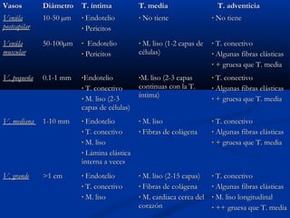 Vasos

Diámetro

T. íntima

T. media

Venúla
postcapilar

10-50 µm

•

Endotelio
• Pericitos

•

Venúla
muscular

50-100µm

•

Endotelio
• Pericitos

•

M. liso (1-2 capas de
células)

•

V. pequeña

0.1-1 mm

•Endotelio

•M. liso (2-3 capas

•

No tiene

T. conectivo
• M. liso (2-3
capas de células)

continuas con la T.
íntima)

•

T. adventicia
•

No tiene

T. conectivo
• Algunas fibras elásticas
• + gruesa que T. media
T. conectivo
• Algunas fibras elásticas
• + gruesa que T. media

V. mediana

1-10 mm

•

Endotelio
• T. conectivo
• M. liso
• Lámina elástica
interna a veces

•

M. liso
• Fibras de colágena

•

T. conectivo
• Algunas fibras elásticas
• + gruesa que T. media

V. grande

>1 cm

•

Endotelio
• T. conectivo
• M. liso

•

M. liso (2-15 capas)
• Fibras de colágena
• M. cardiaca cerca del
corazón

•

T. conectivo
• Algunas fibras elásticas
• M. liso longitudinal
• ++ gruesa que T. media

 