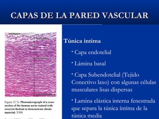 CAPAS DE LA PARED VASCULAR
Túnica íntima
•

Capa endotelial

•

Lámina basal

Capa Subendotelial (Tejido
Conectivo laxo) con algunas células
musculares lisas dispersas
•

Lamina elástica interna fenestrada
que separa la túnica íntima de la
túnica media
•

 