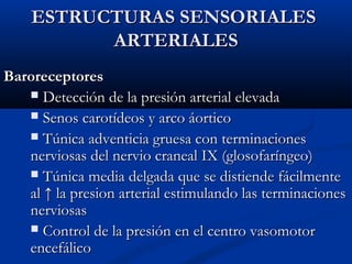 ESTRUCTURAS SENSORIALES
ARTERIALES
Baroreceptores
 Detección de la presión arterial elevada
 Senos carotídeos y arco áortico
 Túnica adventicia gruesa con terminaciones
nerviosas del nervio craneal IX (glosofaríngeo)
 Túnica media delgada que se distiende fácilmente
al ↑ la presion arterial estimulando las terminaciones
nerviosas
 Control de la presión en el centro vasomotor
encefálico

 