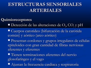 ESTRUCTURAS SENSORIALES
ARTERIALES
Quimioreceptores
 Detección de las alteraciones de O , CO y pH
2
2
 Cuerpos carotídeo (bifurcación de la carótida
común) y aórtico (arco aórtico)
 Presentan cordones y grupos irregulares de células
epiteloides con gran cantidad de fibras nerviosas
aferentes y eferentes
 Tienen terminaciones aferentes del nervio
glosofaríngeo y el vago
 Ajustan la frecuencia cardiaca y respiratoria

 