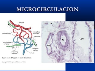 MICROCIRCULACION

 