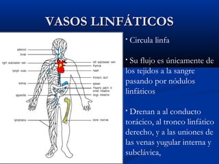 VASOS LINFÁTICOS
•

Circula linfa

Su flujo es únicamente de
los tejidos a la sangre
pasando por nódulos
linfáticos
•

Drenan a al conducto
torácico, al tronco linfático
derecho, y a las uniones de
las venas yugular interna y
subclávica,
•

 