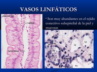 VASOS LINFÁTICOS
Son muy abundantes en el tejido
conectivo subepitelial de la piel y
mucosas
•

 