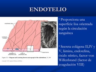 ENDOTELIO
Proporciona una
superficie lisa orientada
según la circulación
sanguínea
•

Secreta colágena II,IV y
V, lámina, endotelina,
óxido nítrico, factor von
Willenbrand (factor de
coagulación VIII)
•

 