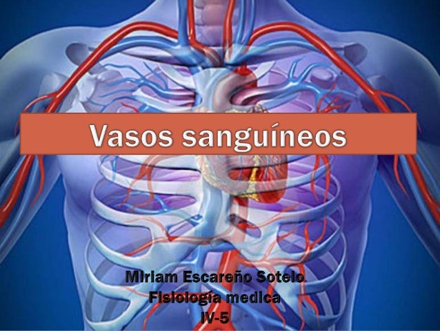 Vasos sanguineos