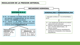 REGULACION DE LA PRESION ARTERIAL
MECANISMO HORMONAL
SISTEMA R-A-A
 Al ↓ la volemia o el flujo renal, las células
del aparato yuxtaglomerular de los riñones
liberan más renina a la sangre.
 La renina y la ECA, actúan en sus
respectivos sustratos para que se produzca
la forma activa angiotensina II
ADRENALINA Y NORADRENALINA
Vasoconstricción
arteriolar, que
ocasiona ↑ de las
resistencias
periféricas.
Estimula de la secreción
de aldosterona, que
aumenta la reabsorción
renal de Na+ y agua y
ocasiona ↑ de la volemia
↑ del gasto cardiaco al ↑ la contractilidad y
la FC
 ↑ Las resistencias periféricas al producir
vasoconstricción arteriolar.
 Inducen vasoconstricción venosa en la
piel y vísceras abdominales, ↑ el
retorno venoso.
 La adrenalina produce vasodilatación
arterial en el miocardio y los músculos
esqueléticos.
 