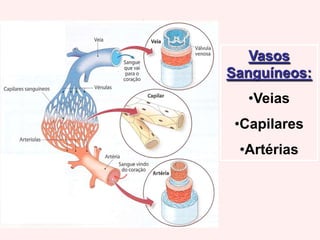 Vasos sanguíneos