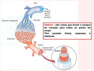 CoraçãoVasos Sanguíneos:Veias