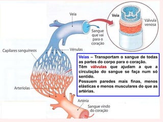 Capilares – são os vasos sanguíneos mais pequenos, a sua parede é constituída apenas por uma camada de células. É através da sua parede que ocorre a passagem de células, gases e outras substâncias.