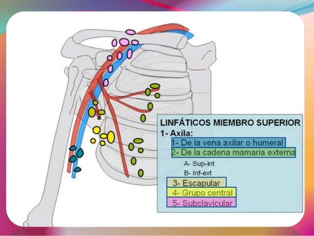 grupos ganglionares toracicos vasos y ganglios linf 225 ticos del miembro superior denise grupos ganglionares toracicos vasos y ganglios linf 225 ticos del miembro superior denise
