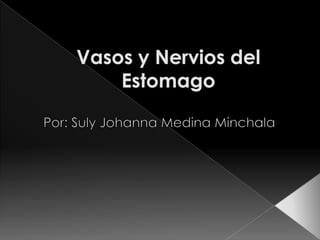 Vasos y Nervios del Estomago Por: Suly Johanna Medina Minchala 