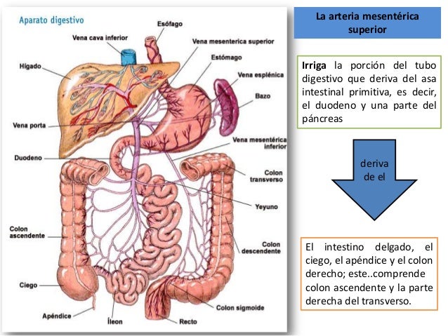 Vasos Y Nervios Del Yuyenoileon Arteria Mesenterica Superior
