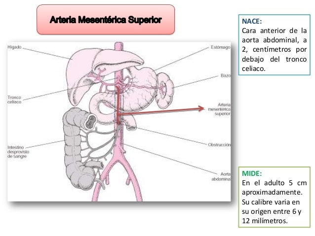 Vasos Y Nervios Del Yuyenoileon Arteria Mesenterica Superior