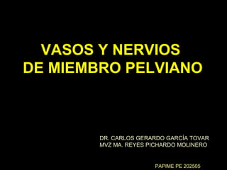 VASOS Y NERVIOS
DE MIEMBRO PELVIANO



        DR. CARLOS GERARDO GARCÍA TOVAR
        MVZ MA. REYES PICHARDO MOLINERO


                       PAPIME PE 202505
 