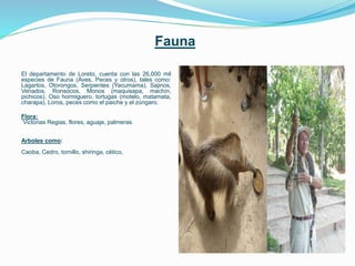Fauna
El departamento de Loreto, cuenta con las 26,000 mil
especies de Fauna (Aves, Peces y otros), tales como:
Lagartos, Otorongos, Serpientes (Yacumama), Sajinos,
Venados, Ronsocos, Monos (maquisapa, machín,
pichicos), Oso hormiguero, tortugas (motelo, matamata,
charapa), Loros, peces como el paiche y el zúngaro.
Flora:
Victorias Regias, flores, aguaje, palmeras.
Arboles como:
Caoba, Cedro, tornillo, shiringa, cético.
 