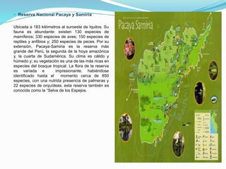  Reserva Nacional Pacaya y Samiria
Ubicada a 183 kilómetros al suroeste de Iquitos. Su
fauna es abundante: existen 130 especies de
mamíferos; 330 especies de aves; 150 especies de
reptiles y anfibios y; 250 especies de peces. Por su
extensión, Pacaya-Samiria es la reserva más
grande del Perú, la segunda de la hoya amazónica
y, la cuarta de Sudamérica. Su clima es cálido y
húmedo y; su vegetación es una de las más ricas en
especies del bosque tropical. La flora de la reserva
es variada e impresionante, habiéndose
identificado hasta el momento cerca de 850
especies, con una nutrida presencia de palmeras y
22 especies de orquídeas. esta reserva también es
conocida como la “Selva de los Espejos.
 