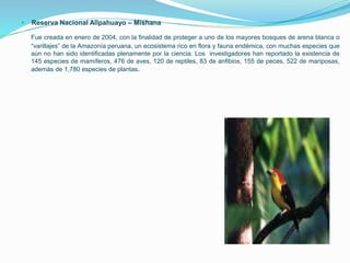  Reserva Nacional Allpahuayo – Mishana
Fue creada en enero de 2004, con la finalidad de proteger a uno de los mayores bosques de arena blanca o
“varillajes” de la Amazonía peruana, un ecosistema rico en flora y fauna endémica, con muchas especies que
aún no han sido identificadas plenamente por la ciencia. Los investigadores han reportado la existencia de
145 especies de mamíferos, 476 de aves, 120 de reptiles, 83 de anfibios, 155 de peces, 522 de mariposas,
además de 1,780 especies de plantas.
 