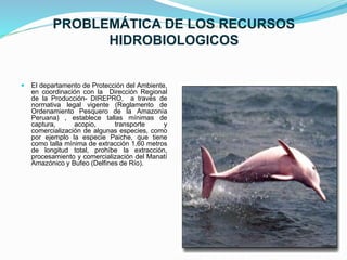 PROBLEMÁTICA DE LOS RECURSOS
HIDROBIOLOGICOS
 El departamento de Protección del Ambiente,
en coordinación con la Dirección Regional
de la Producción- DIREPRO, a través de
normativa legal vigente (Reglamento de
Ordenamiento Pesquero de la Amazonía
Peruana) , establece tallas mínimas de
captura, acopio, transporte y
comercialización de algunas especies, como
por ejemplo la especie Paiche, que tiene
como talla mínima de extracción 1.60 metros
de longitud total, prohíbe la extracción,
procesamiento y comercialización del Manatí
Amazónico y Bufeo (Delfines de Río).
 