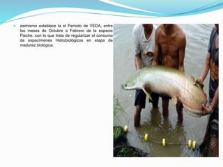  asimismo establece la el Periodo de VEDA, entre
los meses de Octubre a Febrero de la especie
Paiche, con lo que trata de regularizar el consumo
de especímenes Hidrobiológicos en etapa de
madurez biológica.
 
