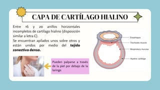 CAPA DE CARTÍLAGO HIALINO
Entre 16 y 20 anillos horizontales
incompletos de cartílago hialino (disposición
similar a letra C).
Se encuentran apilados unos sobre otros y
están unidos por medio del tejido
conectivo denso.
Pueden palparse a través
de la piel por debajo de la
laringe.
 