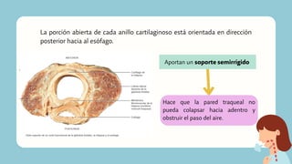 La porción abierta de cada anillo cartilaginoso está orientada en dirección
posterior hacia al esófago.
Aportan un soporte semirrígido
Hace que la pared traqueal no
pueda colapsar hacia adentro y
obstruir el paso del aire.
 
