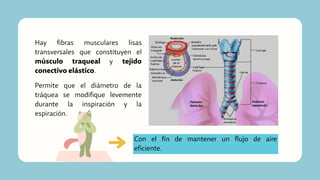 Hay fibras musculares lisas
transversales que constituyen el
músculo traqueal y tejido
conectivo elástico.
Permite que el diámetro de la
tráquea se modifique levemente
durante la inspiración y la
espiración.
Con el fin de mantener un flujo de aire
eficiente.
 