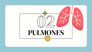 PULMONES
02
 