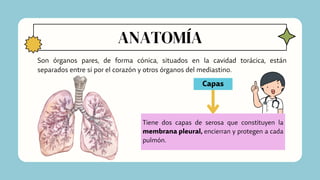 ANATOMÍA
Son órganos pares, de forma cónica, situados en la cavidad torácica, están
separados entre sí por el corazón y otros órganos del mediastino.
Tiene dos capas de serosa que constituyen la
membrana pleural, encierran y protegen a cada
pulmón.
Capas
 