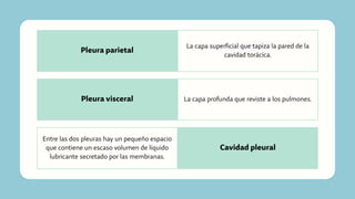 La capa superficial que tapiza la pared de la
cavidad torácica.
La capa profunda que reviste a los pulmones.
Pleura parietal
Pleura visceral
Cavidad pleural
Entre las dos pleuras hay un pequeño espacio
que contiene un escaso volumen de líquido
lubricante secretado por las membranas.
 