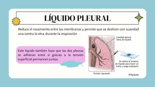 LÍQUIDO PLEURAL
Reduce el rozamiento entre las membranas y permite que se deslicen con suavidad
una contra la otra, durante la respiración.
Este líquido también hace que las dos pleuras
se adhieran entre sí gracias a la tensión
superficial permancen juntas.
 