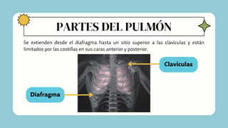 PARTES DEL PULMÓN
Se extienden desde el diafragma hasta un sitio superior a las clavículas y están
limitados por las costillas en sus caras anterior y posterior.
Clavículas
Diafragma
 