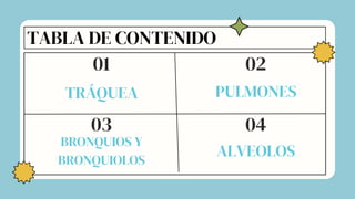 TABLA DE CONTENIDO
TRÁQUEA
01
03 04
02
PULMONES
ALVEOLOS
BRONQUIOS Y
BRONQUIOLOS
 