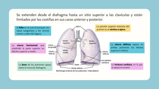 Se extienden desde el diafragma hasta un sitio superior a las clavículas y están
limitados por las costillas en sus caras anterior y posterior.
La base de los pulmones apoya
sobre el músculo diafragma.
La porción superior estrecha del
pulmón es el vértice o ápice.
La cisura oblícua separa en
ambos pulmones los lóbulos
superior e inferior.
El hilio en el cual el bronquio, los
vasos sanguíneos y los nervios
entran y salen del órgano.
La incisura cardíaca, en la que
se apoya el corazón.
La cisura horizontal que
subdivide la parte superior en
lóbulos superior y medio.
 