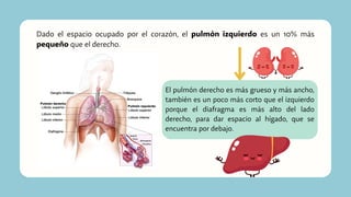 Dado el espacio ocupado por el corazón, el pulmón izquierdo es un 10% más
pequeño que el derecho.
El pulmón derecho es más grueso y más ancho,
también es un poco más corto que el izquierdo
porque el diafragma es más alto del lado
derecho, para dar espacio al hígado, que se
encuentra por debajo.
 